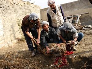 Eid al Adha is celebrated by slaughtering a lamb.