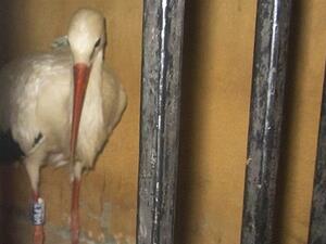 Officials say the man suspected the bird was an undercover agent because it carried an electronic device. It is now being detained by Egyptian authorities. (Photo courtesy of the Daily Mail)