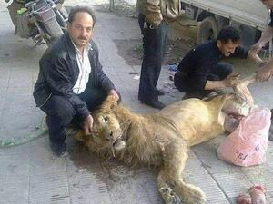 Residents off Ghouta had to slaughter a lion from Al Qarya Al Shama Zoo due to lack of food in the suburb (Courtesy of Your Middle East)