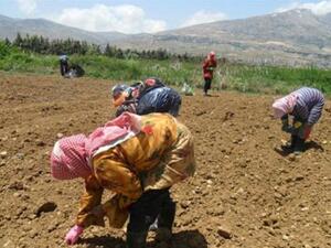 Lebanon's agricultural industry is facing "disaster" due to  recent storm hitting the country