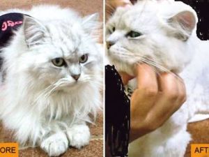 Angry pet-owner in Emirate Umm Al Quwain got less than she bargained for when her cat emerged from the salon with a new bald look.   