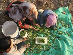 EU decides to postpone the labeling of goods produced in Israeli settlements. Here a family picks olives in the West Bank.