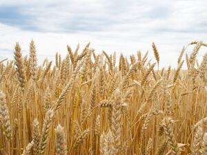 Saudi Arabia will end all wheat production by 2016 (Shutterstock)