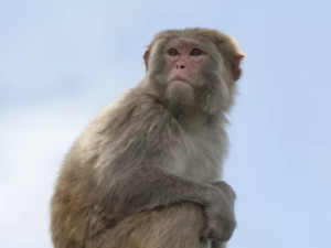 Kuwaiti citizens were not monkeying around when they alerted authorities to a lone monkey wandering the streets. (Shutterstock)