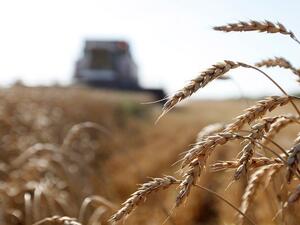  احتواء شحنة القمح الامريكية على فطر "الإرجوت" بنسبة 0.096%