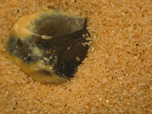 Photo used for illustrative purposes (Source: Wikimedia)