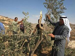 Palestinian farmers inspect destroyed olive trees near the West Bank city of Hebron, which were allegedly uprooted by Jewish settlers. (AFP/File)