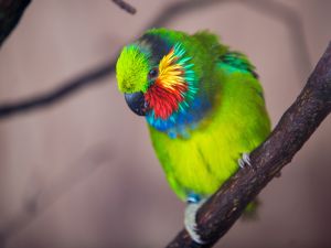 The couple's pet parrot exposed the cheating husband by reportedly repeating flirtatious sentences. (Shutterstock)