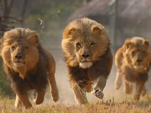 اسود احسن من البشر