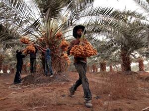 Date farmers in Jericho in the West Bank are using treated water to grow crops and expand their businesses. (Alaa Badarneh for USAID)