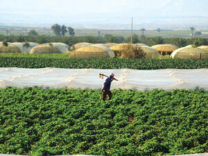 During the first 10 months of this year Jordan exported 822,000 tonnes of fruit and vegetables.