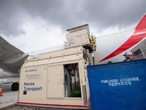 الإمارات للشحن الجوي تنقل حوالي 100 خيل من مكسيكو سيتي إلى ميامي على متن طائرتي شحن مخصصتين.