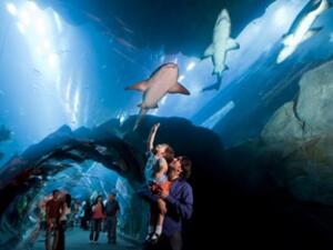 Dubai Aquarium & Underwater Zoo