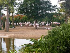 Dubai Safari is open daily from 9am to 5pm, including all public holidays.