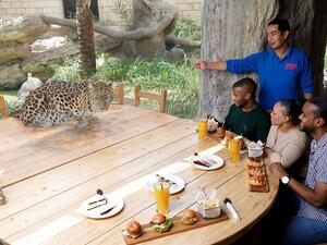 Guests will be in for a treat as the Amur Leopard will be joining them on the same table for lunch.