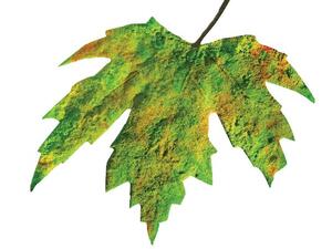 مجلس الإمارات للأبنية الخضراء