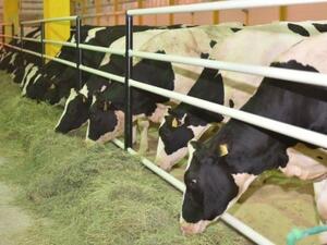 Baladna is a 100% Qatari-owned farm with the largest livestock available in the GCC region. 