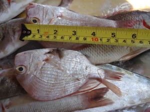 The violators have committed irregularities and showed lack of commitment to adhere to the federal legislation’s specifications on the allowed fishing equipment