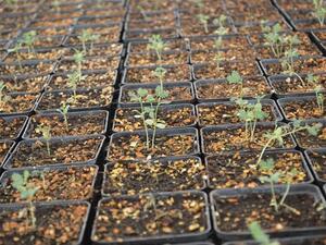 حديقة القرآن النباتية تقدّم 2000 شتلة سمرة لحملة "السمرة شجرة قطر الوطنية" التي أطلقتها رابطة الشبهانة البيئية