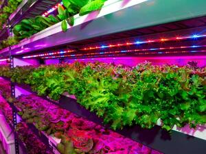 ستقوم المنشأة الحديثة بحصد ثلاثة أطنان (2700 كلغ) من الخضر الورقية الخالية من المبيدات وخالية من المبيدات.