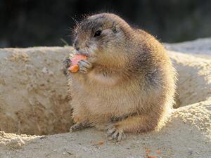 Working out with a partner will help motivate you, and keep you from looking like an overweight prairie dog. (Pixabay) 