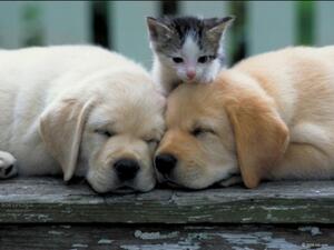 The law says it is the local governments' responsibility to care of the rehabilitation of stray animals. (Shutterstock)