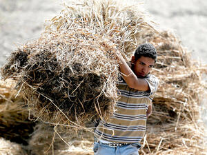القضاء المصري يكشف قمة جبل التلاعب في توريد القمح