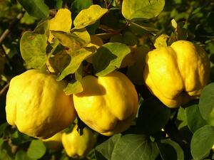 "If you have never tried quince, it is a delicious sweet and sour fruit, gives out a beautiful orange color when cooked, and can be used in thousands of ways (just like apples). Pick fat, yellow quince and avoid the ones with brown spots." (Facebook) 