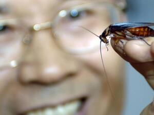 Cockroach (AFP/File Photo)