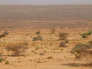 العثور على جثث 34 مهاجرا بينهم 20 طفلا في صحراء النيجر