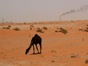 A camel wanders as an oil instillation looms in the distance in Saudi Arabia.  While countries like Saudi Arabia are reliant on the sale of oil, this production contributes to harmful climate change that may make much of the region uninhabitable by 2100, writes Juan Cole.  (AFP/Marwan Naamani)
