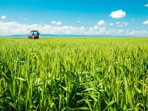 The Ministry of Environment, Water and Agriculture announced that corn, olives, grapes and pumpkins will be added to the list of crops banned for export. (Shutterstock)