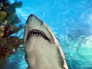 Dozens of illegally hunted and traded sharks were confiscated during the raid, as well as illegal tobacco and produce. (Shutterstock)