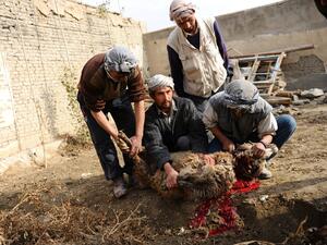 Eid al-Adha, the Feast of the Sacrifice, is marked by Muslims around the world by slaughtering a sacrificial sheep, goat, cow, or camel. (AFP/File)