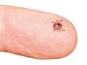 A tiny tick can cause a huge health problem! (Shutterstock)