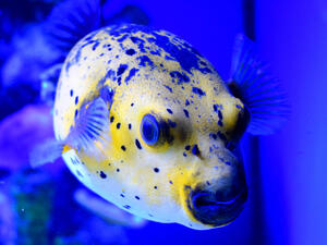 Takifugu (Shutterstock/File Photo)