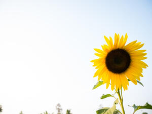 يحارب زيت دوار الشمس بقع التصبغ على البشرة (shutterstock.com)
