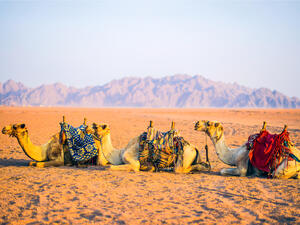 (Shutterstock/ File Photo)