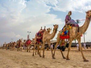 the 3rd King Abdul Aziz Camel Festival. (Shutterstock/ File Photo)