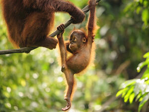 Baby Orangutan (Shutterstock)