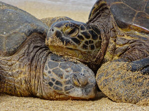 (Shutterstock/ File Photo)