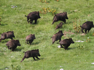 Palestinian farmers have not been able to cull the wild boar population, which is increasingly wreaking more havoc. (Shutterstock)