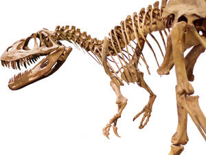 A dinosaur skeleton. (Shutterstock)