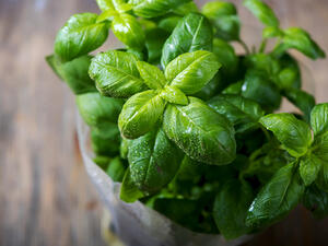 لضمان استخراج الزيوت الطبيعية من الريحان يُفضّل فرمه قبل غليه