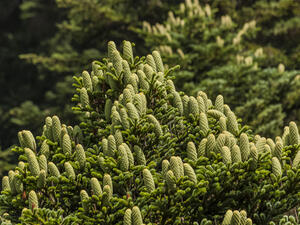 Aceh is the only province in Indonesia given regional autonomy to enforce Islamic sharia law (Shutterstock/File)