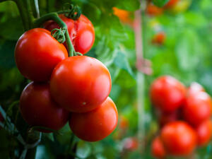 تحتوي الطماطم على مضاد الأكسدة الـ Lycopene  وطهيها يزيد كمية هذا المضاد