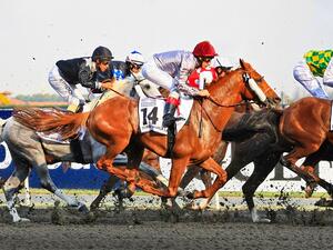 Dubai World Cup, DP World Tour Championship, Dubai Tour and Gov Games achieve 5-Star rating in fourth edition of innovative ranking system (Shutterstock)