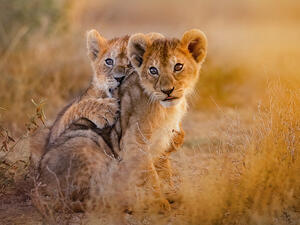 A group of cheetahs, lion cubs, and snow foxes were on sale for Dh5,000 each. (Shutterstock)