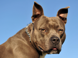 Pit bulls are deemed too dangerous for UAE. (Shutterstock)