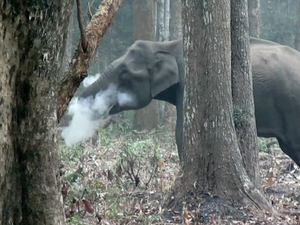 الفيل "المدخن" في الهند يحيّر خبراء الحياة البرية
